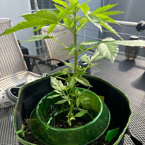 Early Skunk Automatic growlog timeline photo