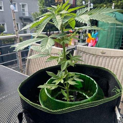 Early Skunk Automatic growlog timeline photo