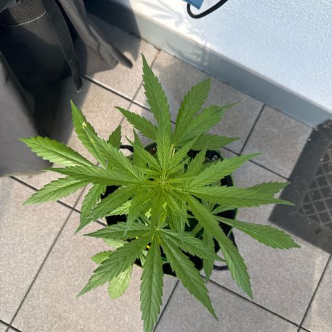 Purple Bud Automatic growlog timeline photo