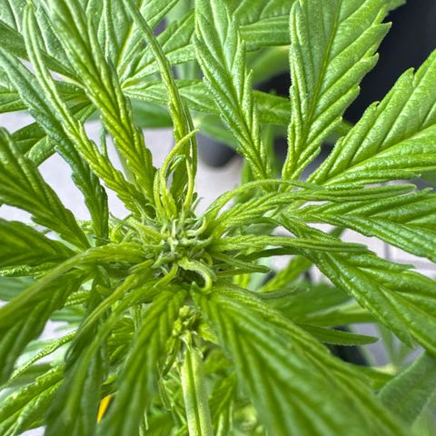 Purple Bud Automatic growlog timeline photo