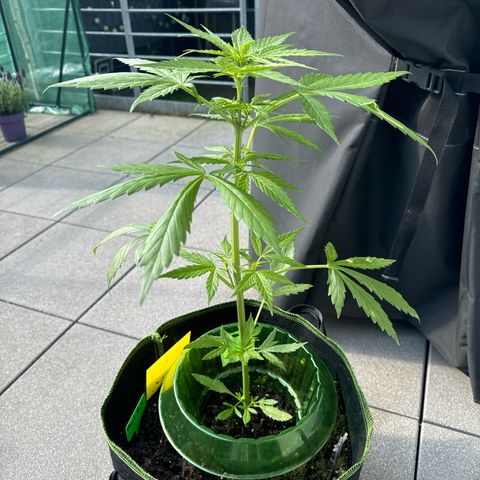 Purple Bud Automatic growlog timeline photo