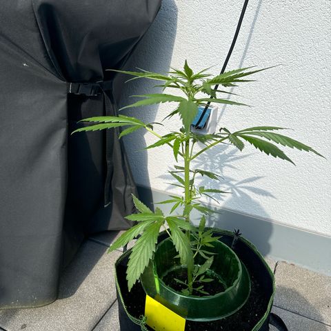 Purple Bud Automatic growlog timeline photo