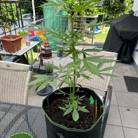 Purple Bud Automatic growlog timeline photo