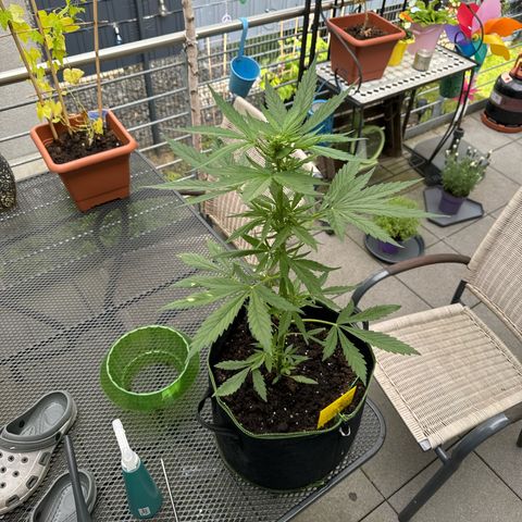 Purple Bud Automatic growlog timeline photo