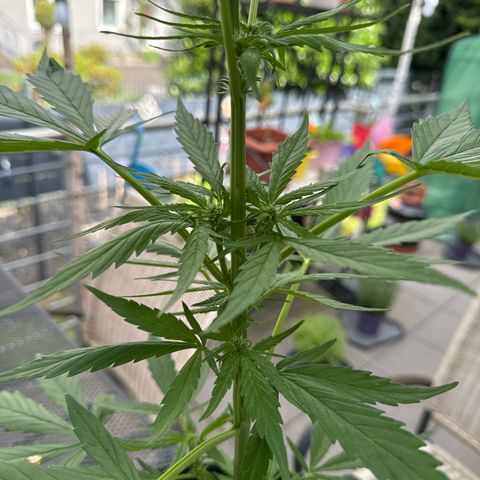 Purple Bud Automatic growlog timeline photo