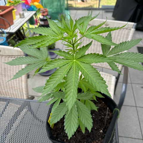 Early Skunk Automatic growlog timeline photo