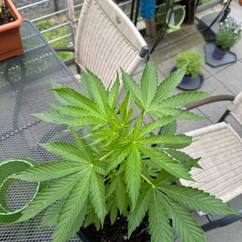 Early Skunk Automatic growlog timeline photo