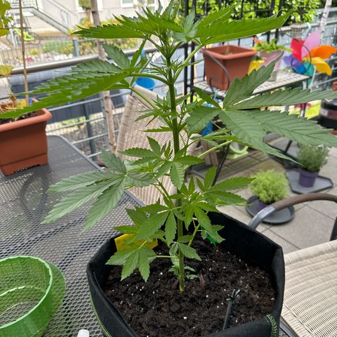 Early Skunk Automatic growlog timeline photo