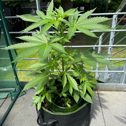 Early Skunk Automatic growlog timeline photo