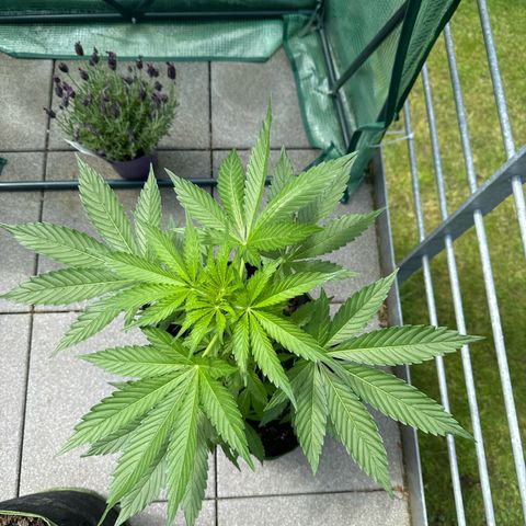 Early Skunk Automatic growlog timeline photo