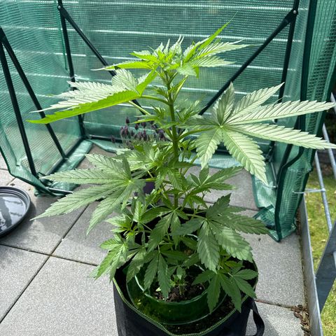 Early Skunk Automatic growlog timeline photo
