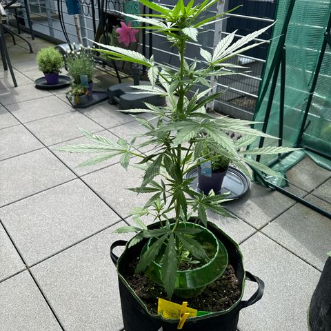 Purple Bud Automatic growlog timeline photo