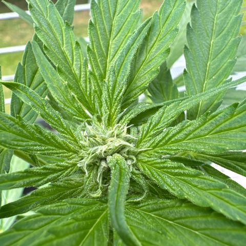 Purple Bud Automatic growlog timeline photo
