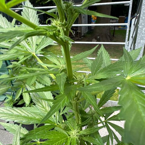 Purple Bud Automatic growlog timeline photo