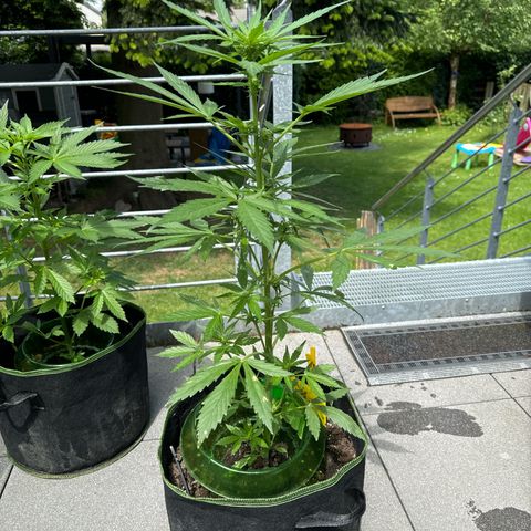 Purple Bud Automatic growlog timeline photo