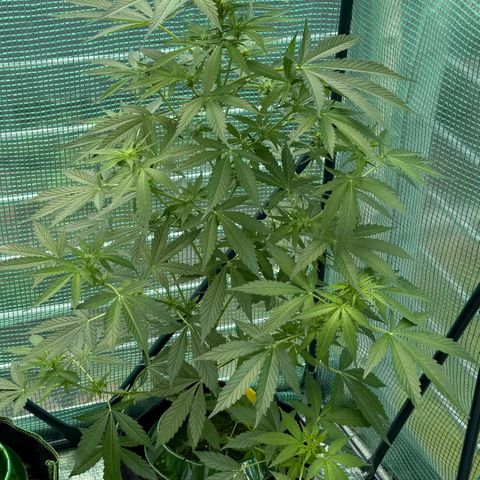 Early Skunk Automatic growlog timeline photo