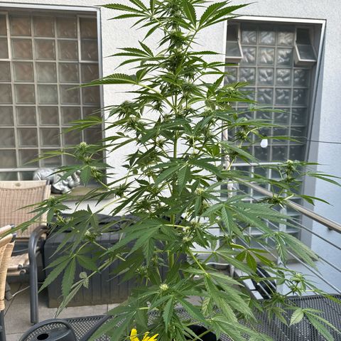 Early Skunk Automatic growlog timeline photo
