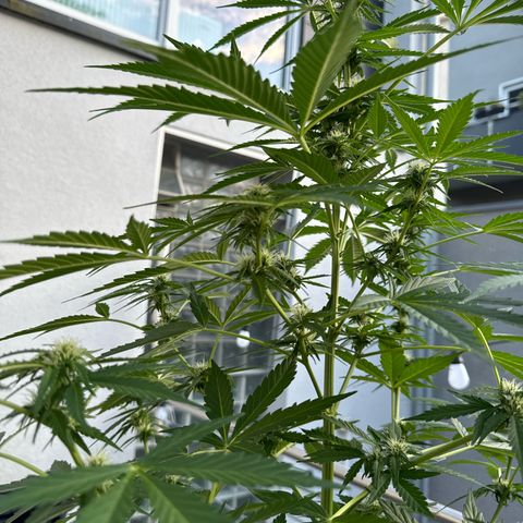 Early Skunk Automatic growlog timeline photo