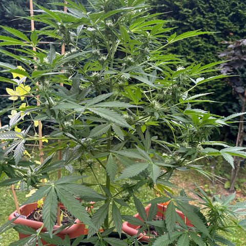 Early Skunk Automatic growlog timeline photo