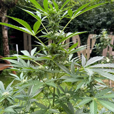 Early Skunk Automatic growlog timeline photo