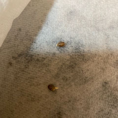 AK47-1 growlog photo: Ak47 Germination