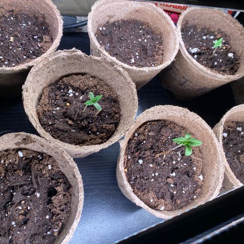 AK47-1 growlog timeline photo