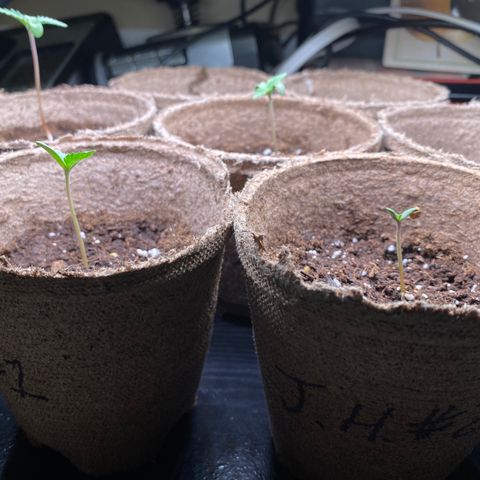 AK47-1 growlog timeline photo