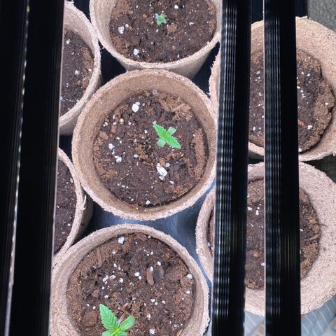 AK47-1 growlog timeline photo