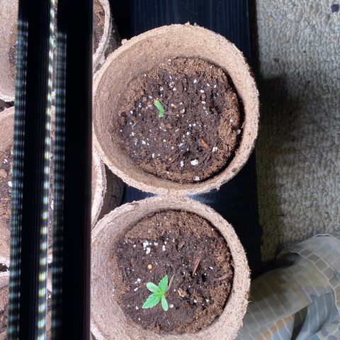 AK47-1 growlog timeline photo