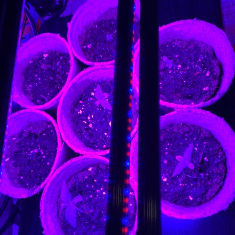 AK47-1 growlog timeline photo