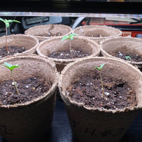 AK47-1 growlog timeline photo