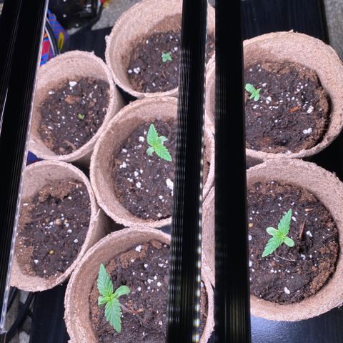 AK47-1 growlog timeline photo