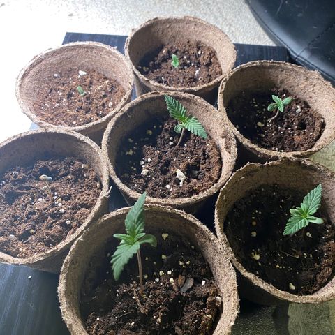 AK47-1 growlog timeline photo