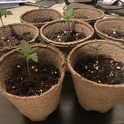 AK47-1 growlog timeline photo