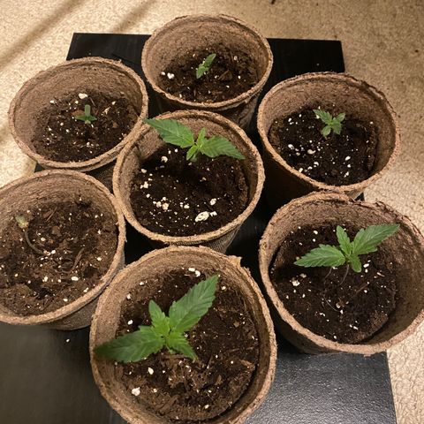 AK47-1 growlog timeline photo