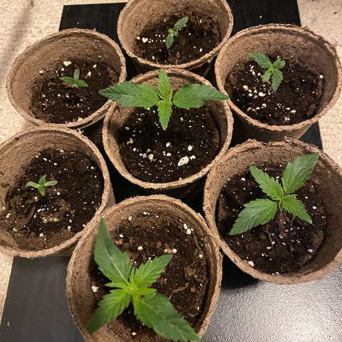 AK47-1 growlog timeline photo