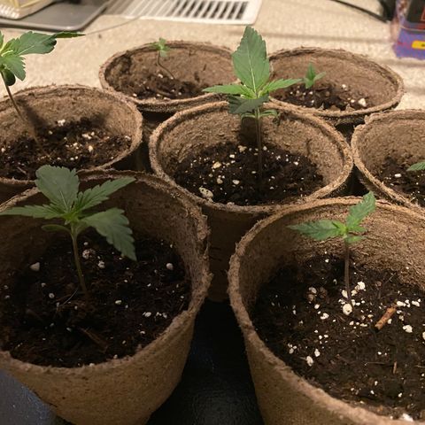 AK47-1 growlog timeline photo
