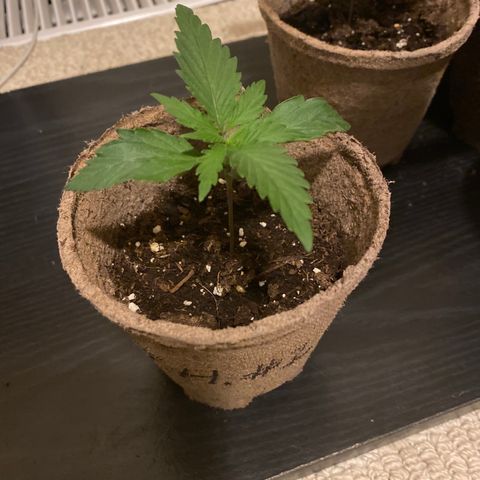 AK47-1 growlog timeline photo