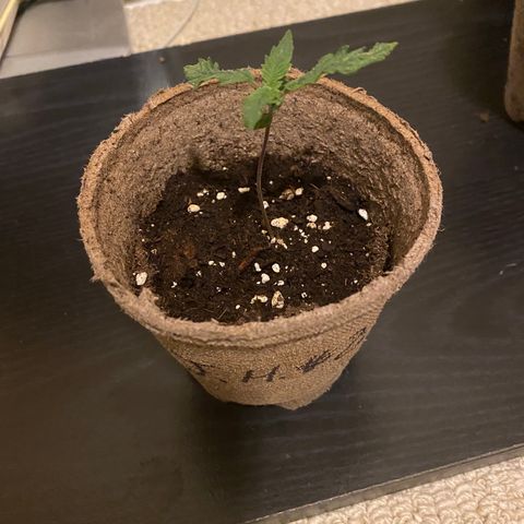 AK47-1 growlog timeline photo