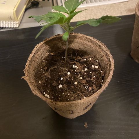 AK47-1 growlog timeline photo