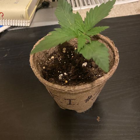 AK47-1 growlog timeline photo