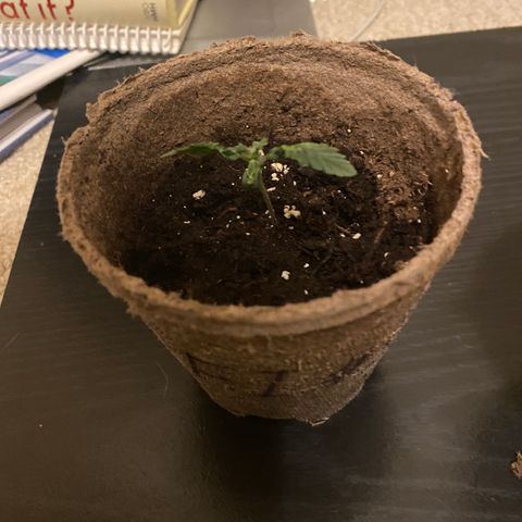 AK47-1 growlog timeline photo
