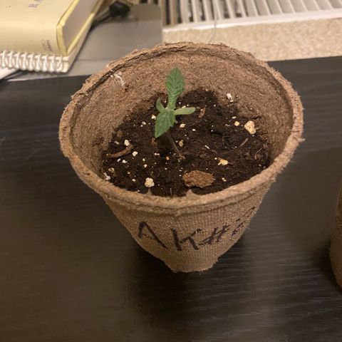 AK47-1 growlog timeline photo