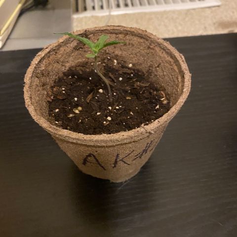 AK47-1 growlog timeline photo