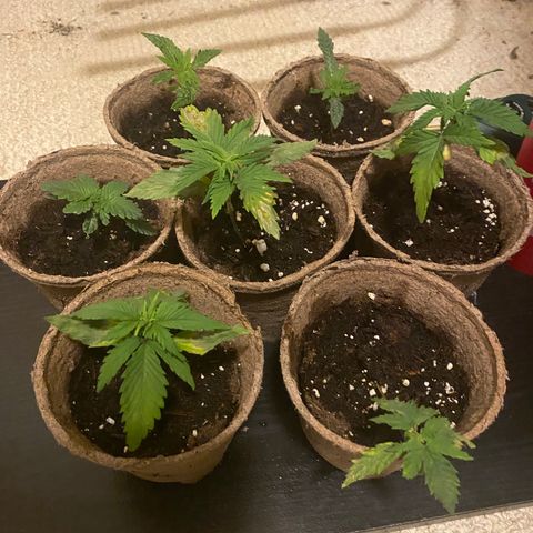 AK47-1 growlog timeline photo