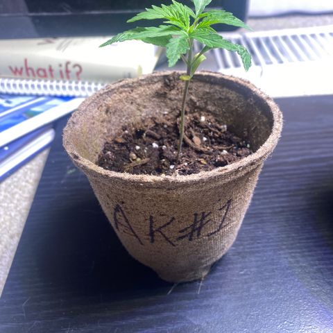 AK47-1 growlog timeline photo