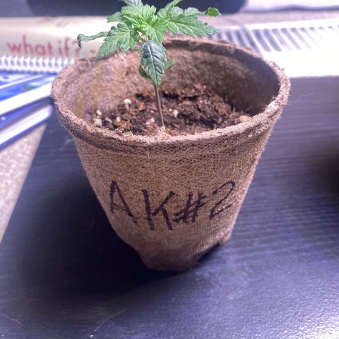 AK47-1 growlog timeline photo
