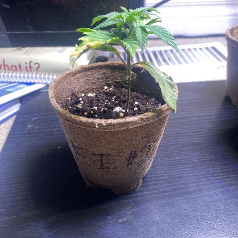 AK47-1 growlog timeline photo
