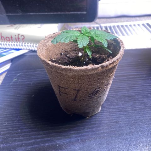 AK47-1 growlog timeline photo