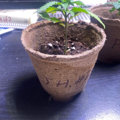 AK47-1 growlog timeline photo